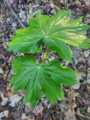 Podophyllum peltatum