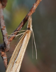 Hednota acontophora