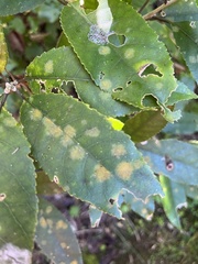 Cephaleuros lagerheimii