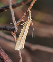 Hednota acontophora