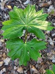 Podophyllum peltatum