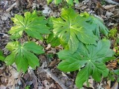 Podophyllum peltatum