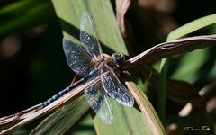 Rhionaeschna absoluta