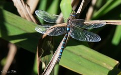 Rhionaeschna absoluta