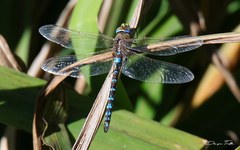 Rhionaeschna absoluta