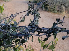 Matelea parvifolia