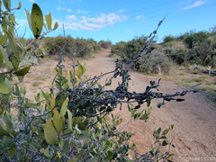Matelea parvifolia