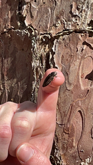 Chalcophora virginiensis