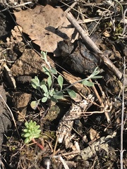 Physaria filiformis