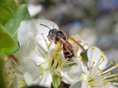 Andrena prunorum prunorum