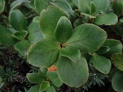 Coprosma serrulata