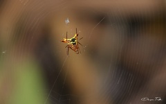 Micrathena furcata