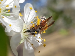 Andrena prunorum prunorum