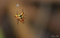 Micrathena furcata