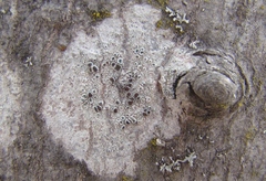 Lecanora cinereofusca