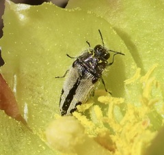 Acmaeodera latiflava latiflava