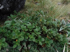 Coprosma serrulata