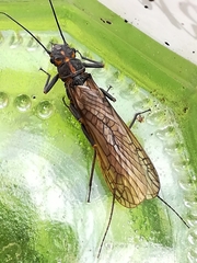 Perlodes microcephalus