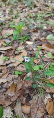 Dyschoriste humistrata