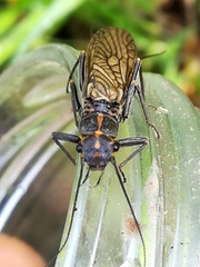 Perlodes microcephalus