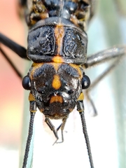 Perlodes microcephalus