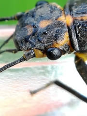 Perlodes microcephalus