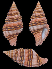 Clivipollia fragaria