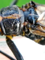 Perlodes microcephalus