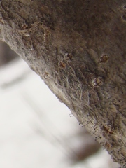 Phaeocalicium curtisii