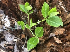 Hydrangea petiolaris