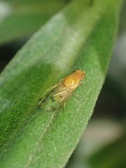 Homoneura occidentalis