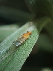 Homoneura occidentalis