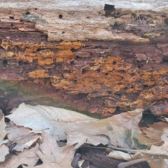 Botryobasidium simile