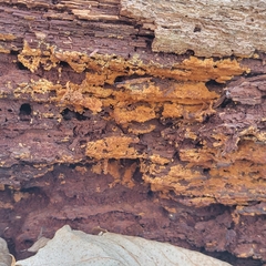 Botryobasidium simile