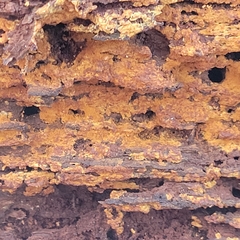 Botryobasidium simile