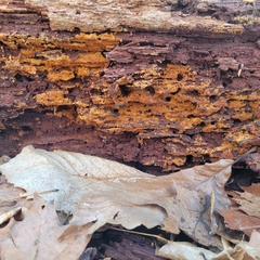 Botryobasidium simile