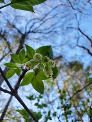 Staphylea trifolia