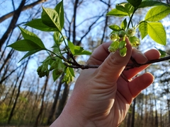 Staphylea trifolia