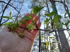 Staphylea trifolia