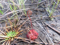 Drosera