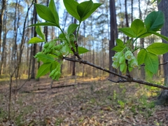 Staphylea trifolia