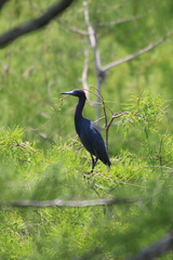 Egretta caerulea