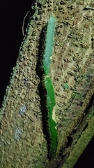 Selenicereus setaceus