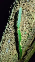 Selenicereus setaceus