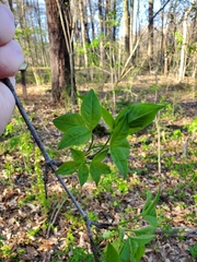 Staphylea trifolia