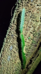 Selenicereus setaceus