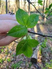 Staphylea trifolia