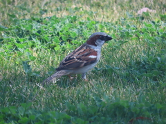 Passer domesticus