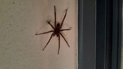 Miturgidae
