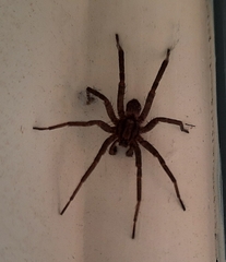 Miturgidae